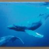 WHALE