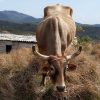 Cow 2x3 Fridge Magnet