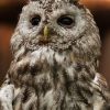 Owl 2x3 Fridge Magnet