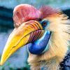 Knobbed Hornbill 2x3 Fridge Magnet