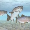 Atlantic Salmon 2x3 Fridge Magnet