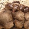 Monkey 2x3 Fridge Magnet
