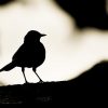 Bird Silhouette 2x3 Fridge Magnet