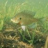 Bluegill 2x3 Fridge Magnet