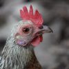 Chicken 2x3 Fridge Magnet