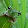 Frog 2x3 Fridge Magnet