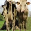 Cow 2x3 Fridge Magnet