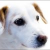 Dog 2x3 Fridge Magnet