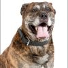 Dog 2x3 Fridge Magnet