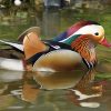 Ducks 2x3 Fridge Magnet