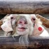 Goat 2x3 Fridge Magnet