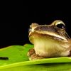 Frog 2x3 Fridge Magnet
