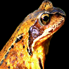Frog 2x3 Fridge Magnet