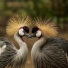 Grey Crowned Crane 2x3 Fridge Magnet