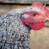 Hen 2x3 Fridge Magnet