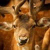 Red Deer