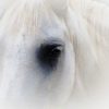 Horse 2x3 Fridge Magnet