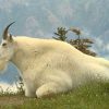 Goat 2x3 Fridge Magnet