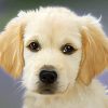 Dog 2x3 Fridge Magnet
