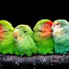Tropical Birds 2x3 Fridge Magnet