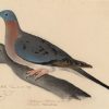 Passenger Pigeon 2x3 Fridge Magnet
