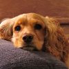 Dog 2x3 Fridge Magnet