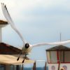 Seagull 2x3 Fridge Magnet