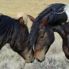Horse 2x3 Fridge Magnet
