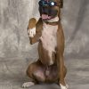 Boxer 2x3 Fridge Magnet