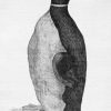 Great Auk 2x3 Fridge Magnet