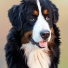 Burnese Mountain Dog 2x3 Fridge Magnet