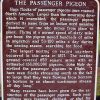 Passenger Pigeon 2x3 Fridge Magnet