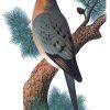 Passenger Pigeon 2x3 Fridge Magnet