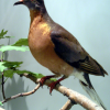 Passenger Pigeon 2x3 Fridge Magnet
