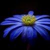 Blue Flower 2x3 Fridge Magnet