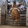 Bull Riding 2x3 Fridge Magnet