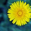 Dandelion 2x3 Fridge Magnet