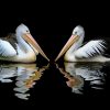 Pelicans 2x3 Fridge Magnet