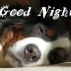 Good Night 2x3 Fridge Magnet