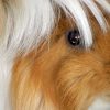 Guinea Pig 2x3 Fridge Magnet