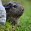 Guinea Pig 2x3 Fridge Magnet