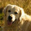 Golden Retriever 2x3 Fridge Magnet
