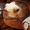 Turtle 2x3 Fridge Magnet