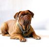Bordeaux Mastiff 2x3 Fridge Magnet