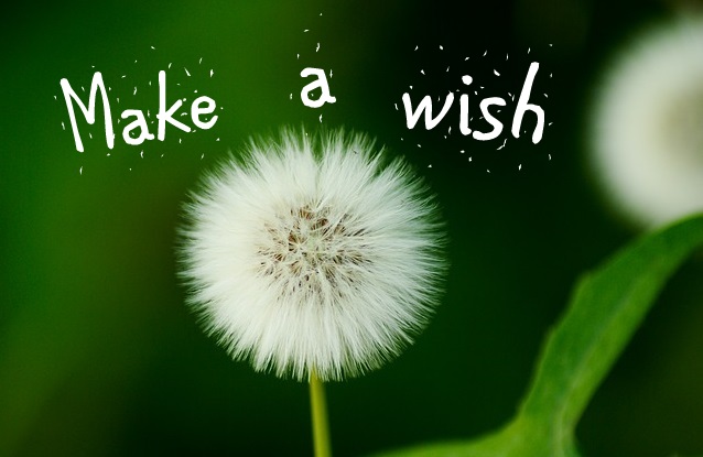 make a wish dandelion.